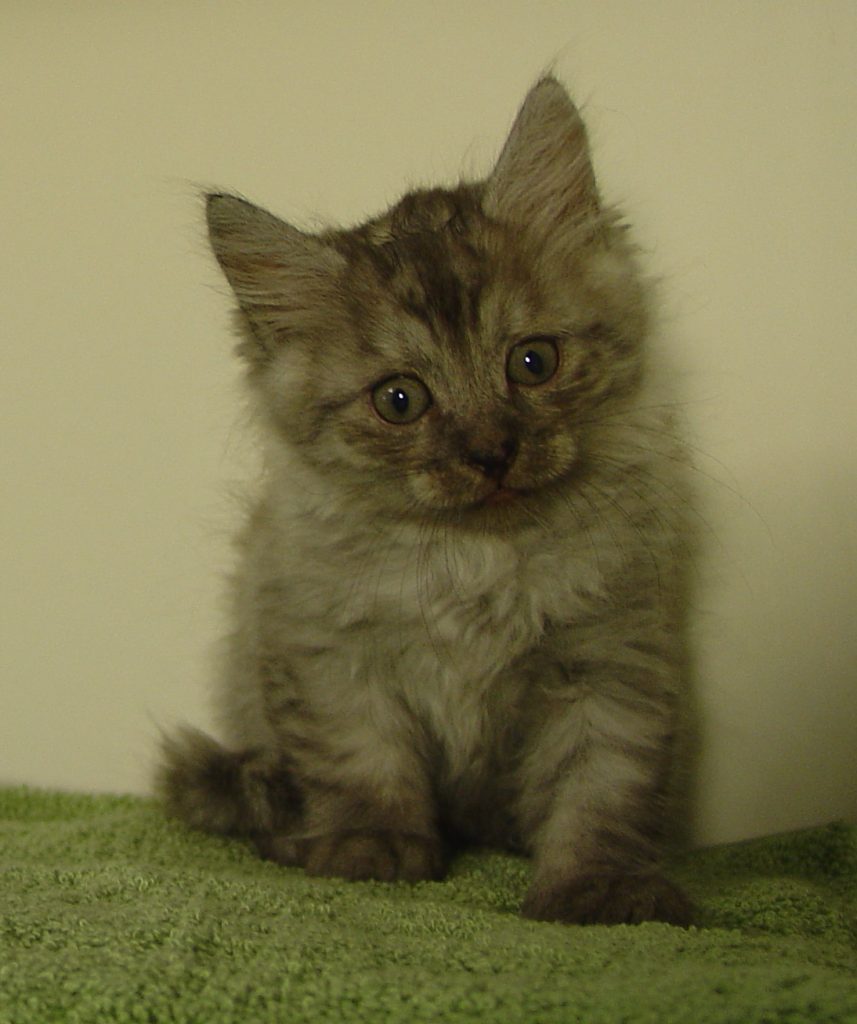 Photo of Klem/Celestrial Male 1 DOB 9/8/2016 (SOLD)