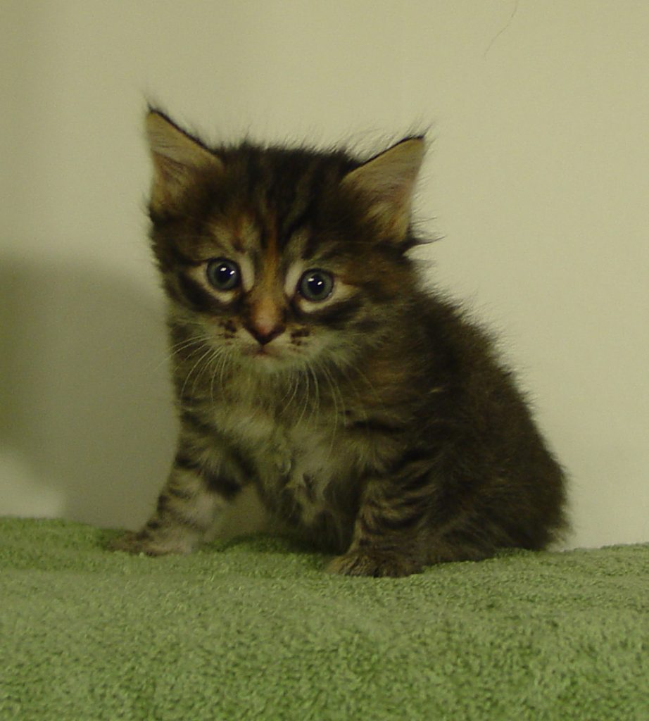 Photo of Haze/Cinnamon Female 2 DOB 9/24/2016 (AVAILABLE)