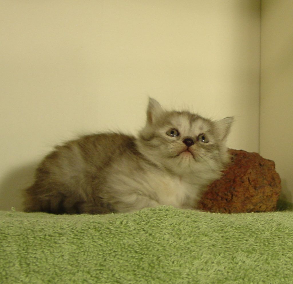 Photo of Haze/Cinnamon Female 3 DOB 9/24/2016 (RESERVED)
