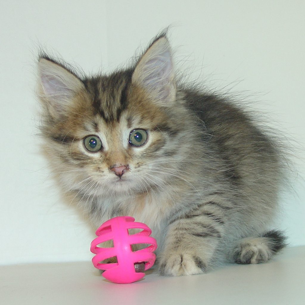 Photo of Klem/Kristina Male 1 DOB 7/6/2017 (SOLD)