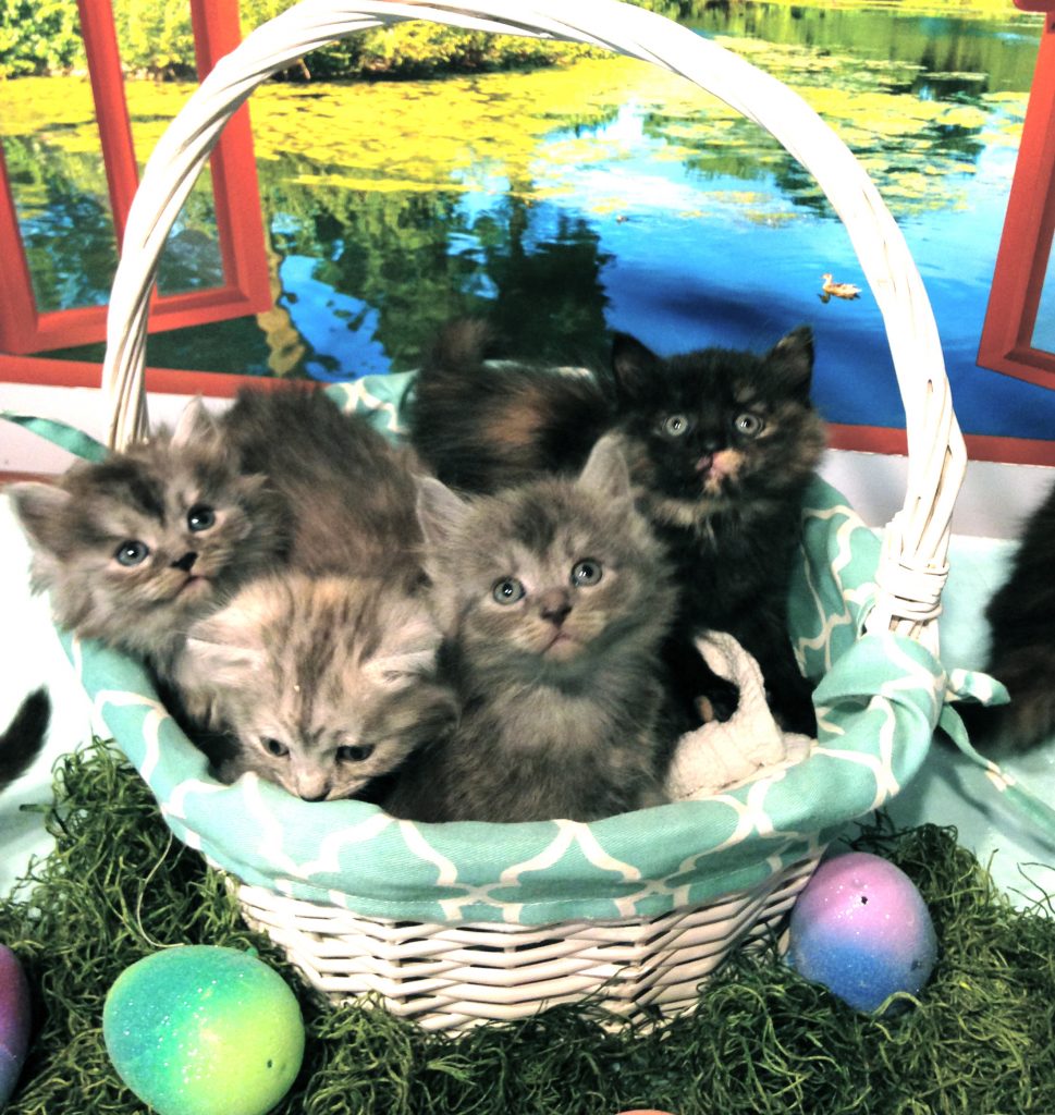 Photo of Two New Litters, Happy Easter