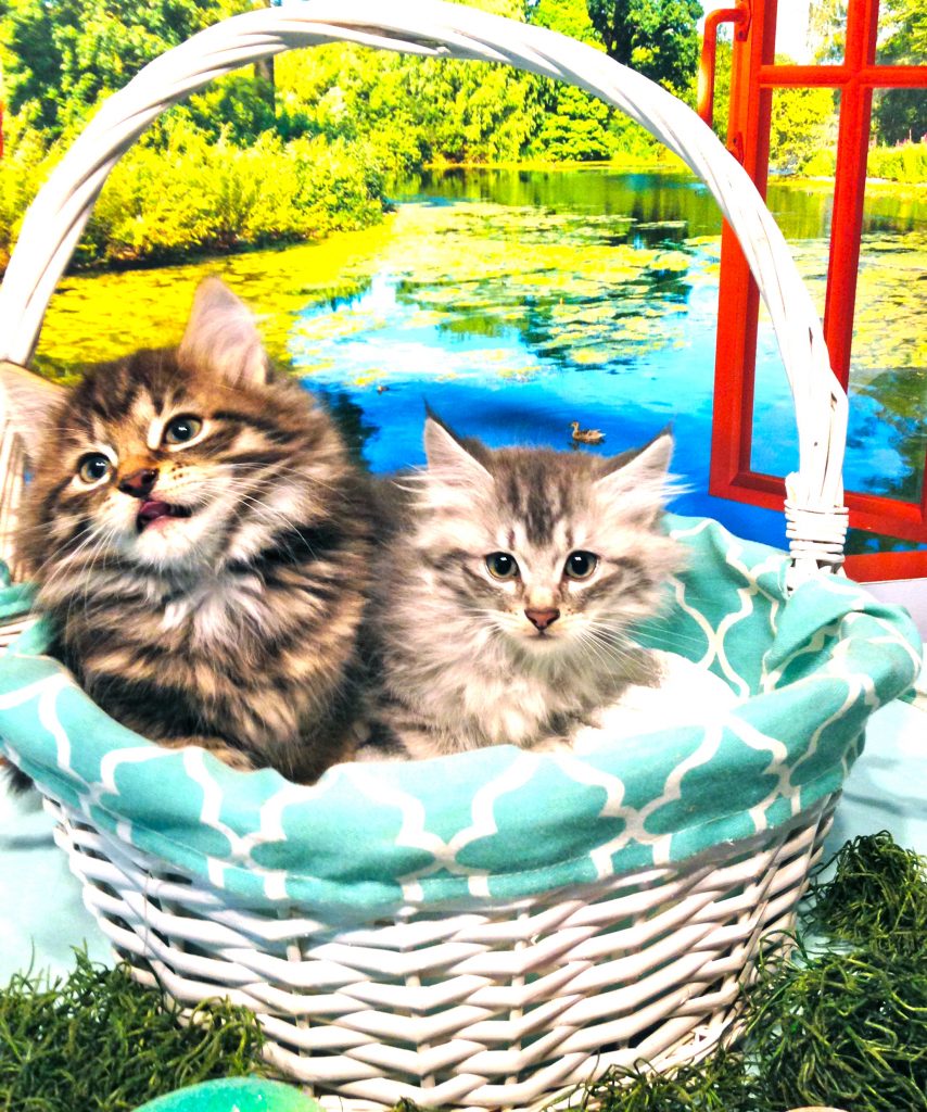 Photo of Two New Litters,        Happy Easter
