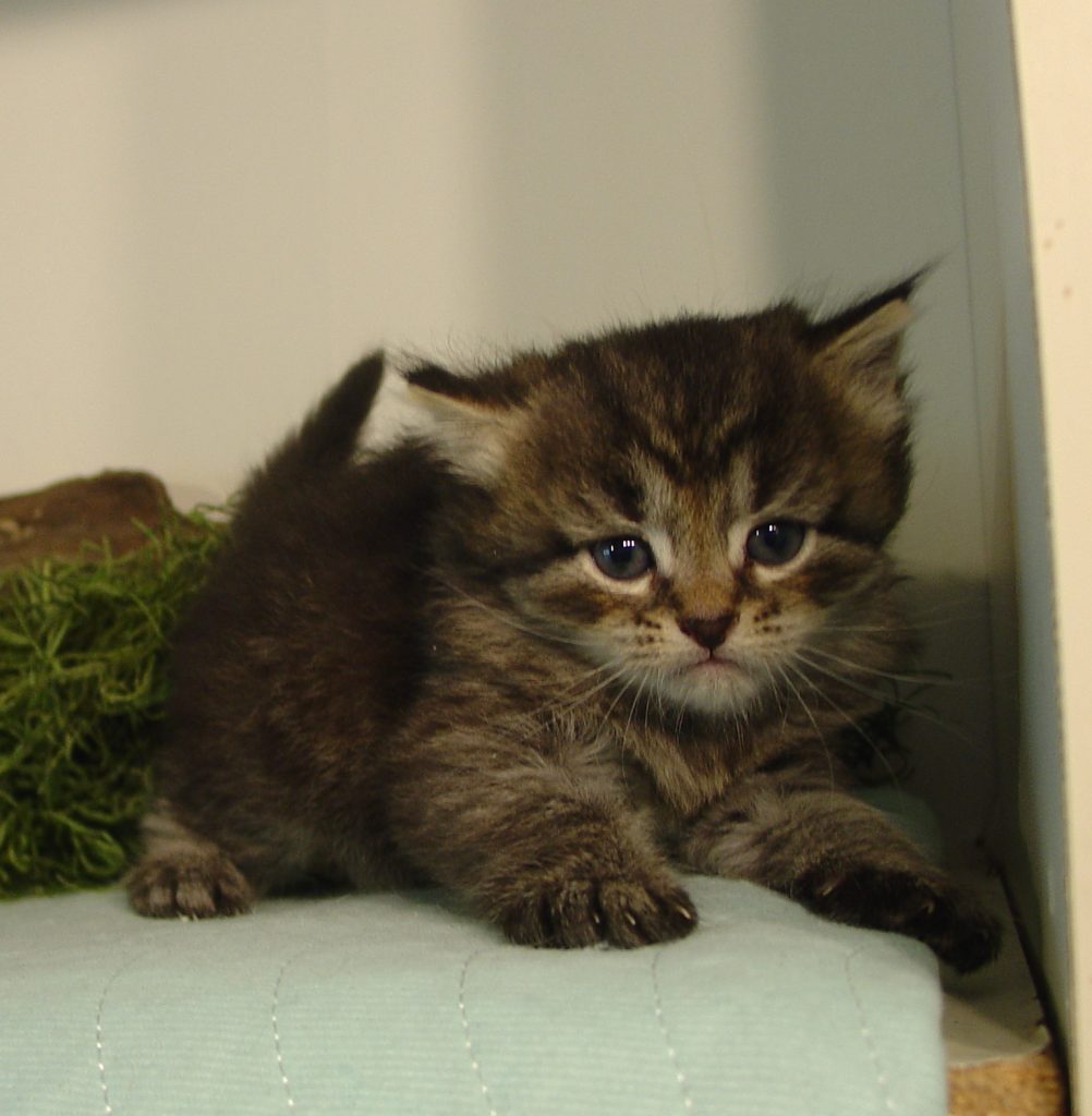 Photo of Grayson/Crystal Female 2 DOB 3/24/2018 (RESERVED)