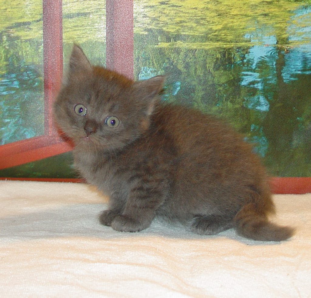 Photo of Haze/Emerald Female 2 DOB 4/20/2018 (PENDING)
