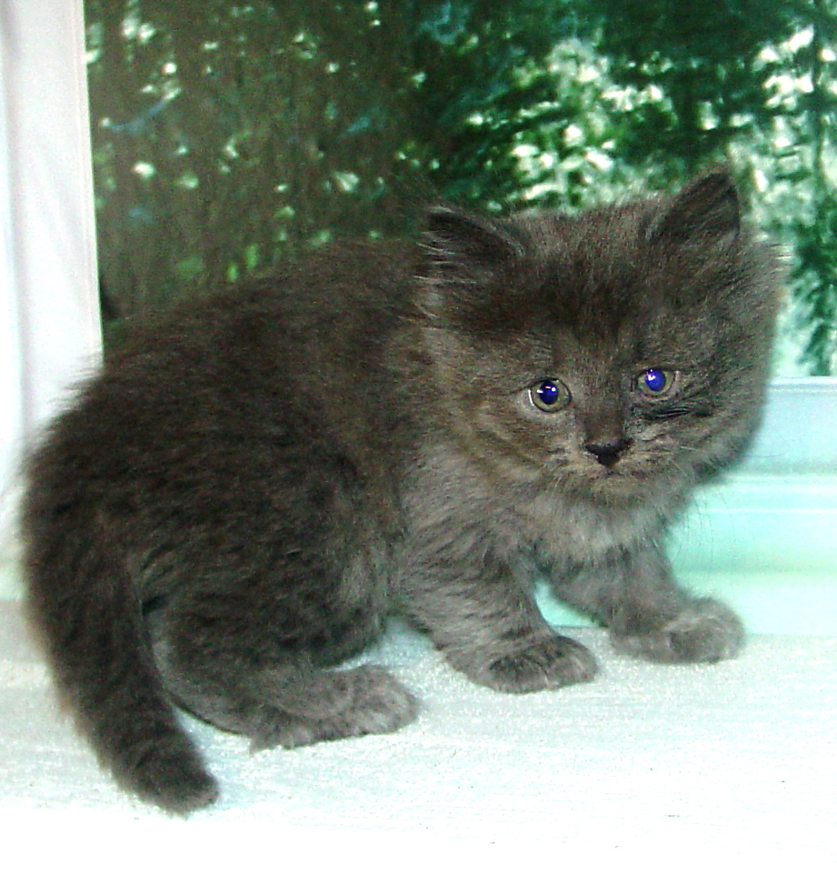 Photo of Haze/Cinnamon Male 2 DOB 6/28/2018 (AVAILABLE)