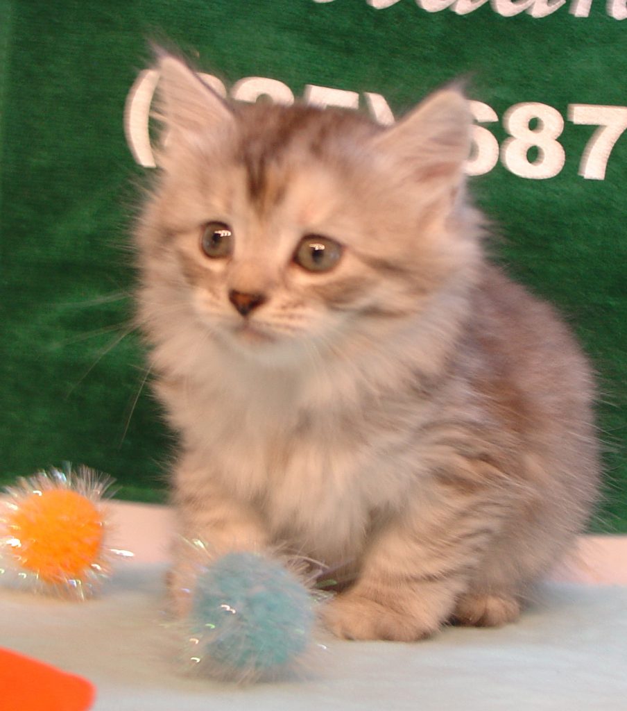 Photo of Grayson/Crystal Female 5 DOB 7/12/2018 (SOLD)