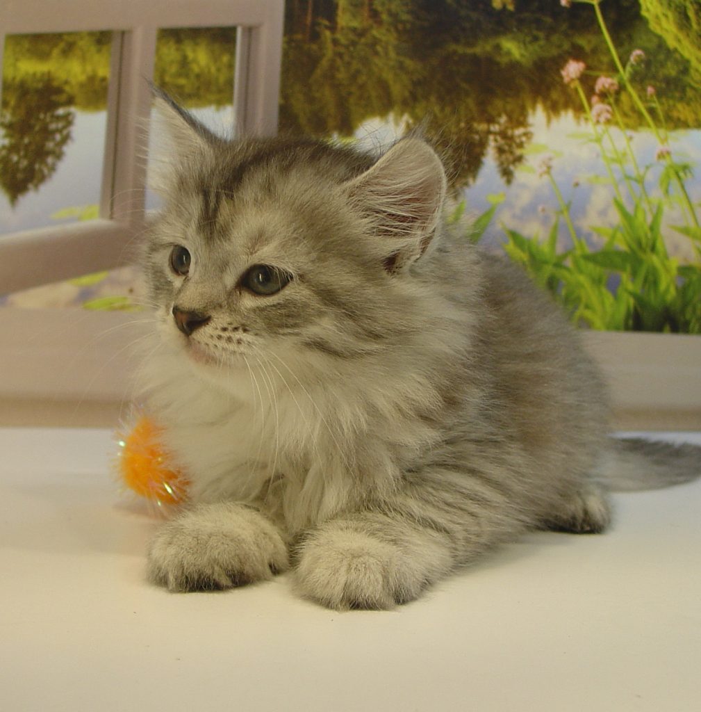 Photo of Grayson/Crystal Female 3 DOB 7/12/2018 (RESERVED)