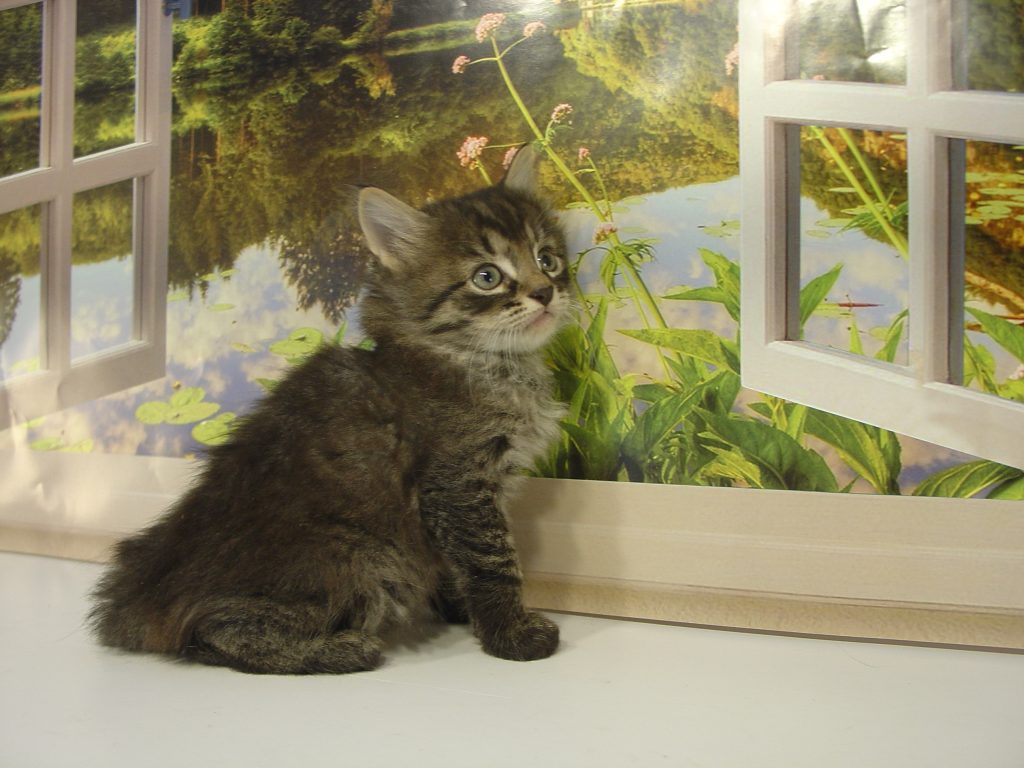 Photo of Klem/Kristina Male 1 DOB 8/10/2018 (RESERVED)