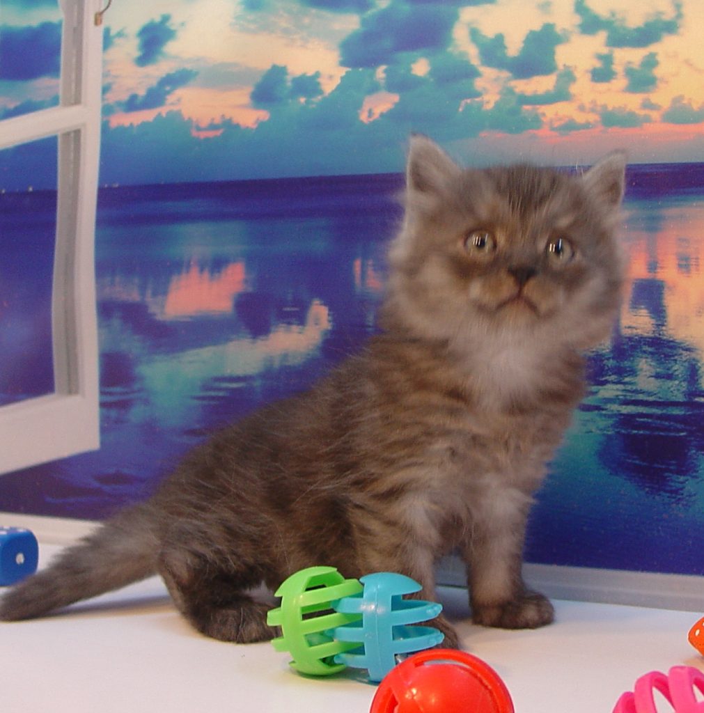 Photo of Grayson/Ekatrina Male 1 DOB 8/24/2018 (SOLD)