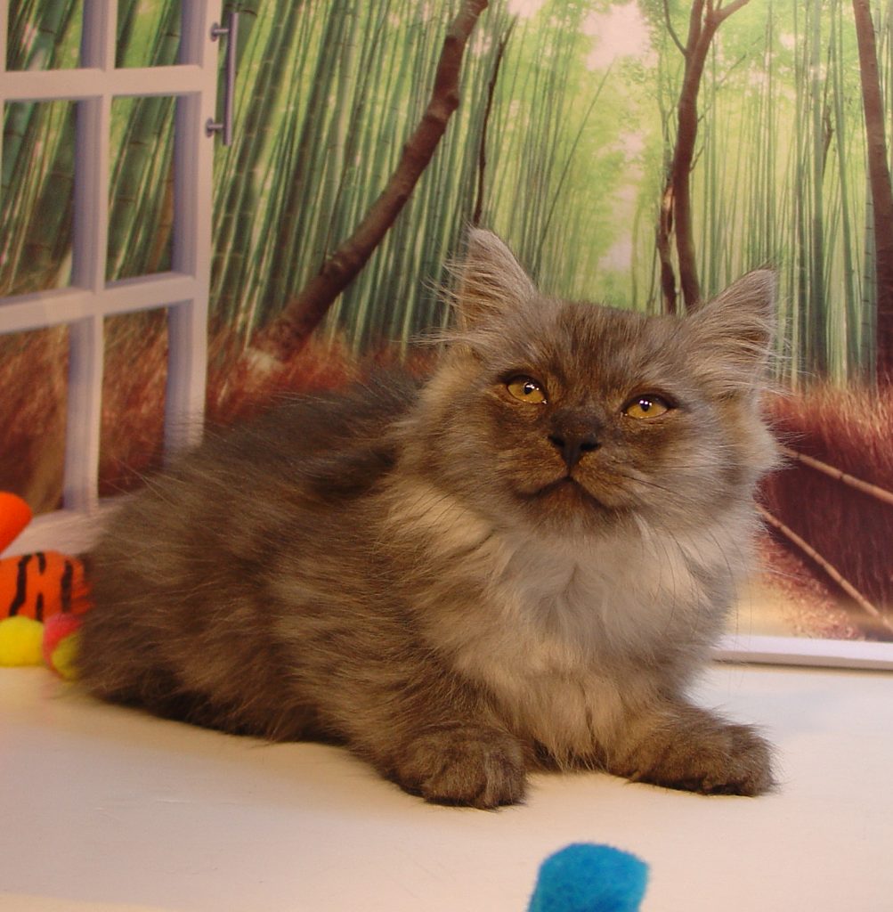 Photo of Grayson/Ekatrina Male 1 DOB 8/24/2018 (SOLD)