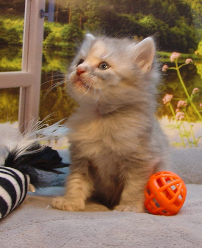 Photo of Grayson/Oksana Female 1 DOB 11/12/2018 (AVAILABLE)