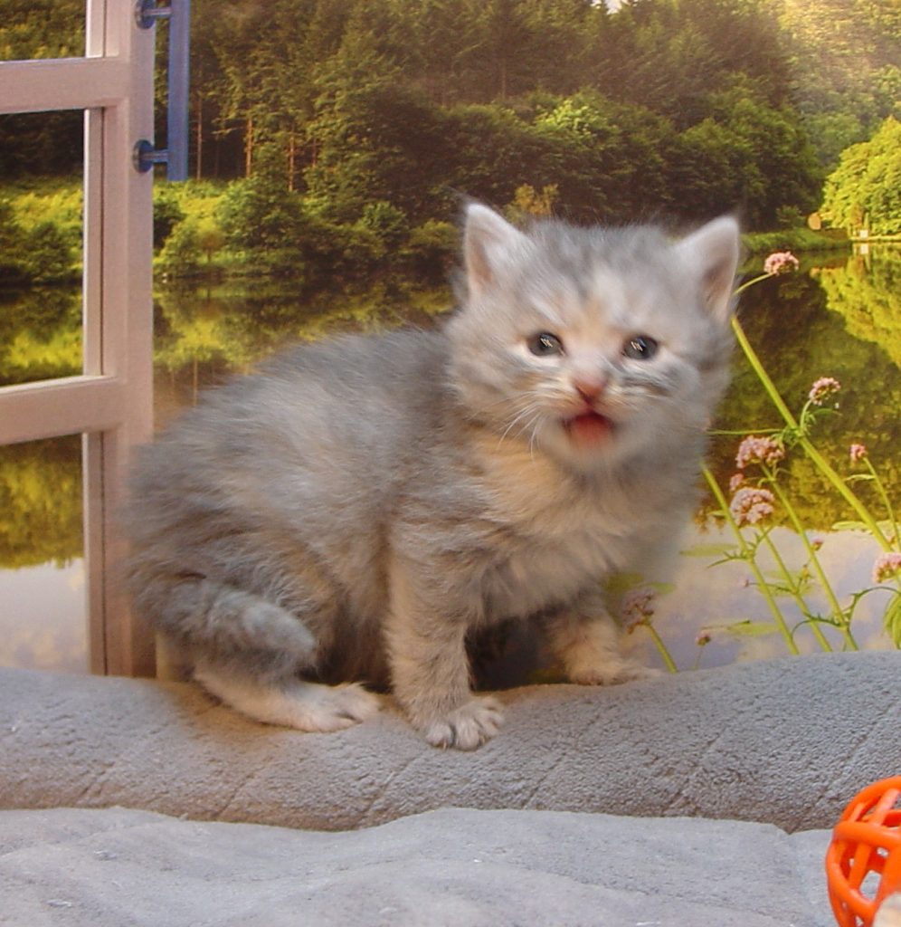 Photo of Grayson/Oksana Female 1 DOB 11/12/2018 (AVAILABLE)