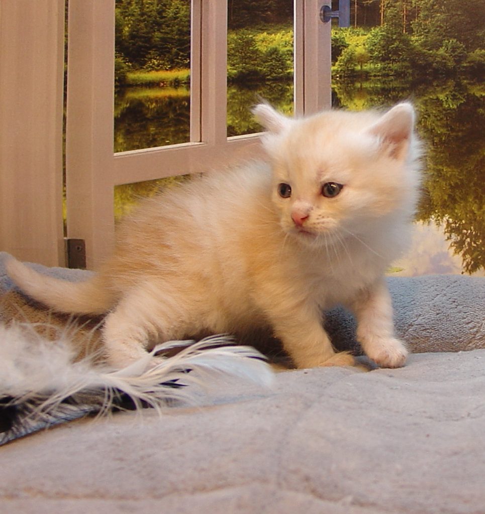 Photo of Grayson/Oksana Male 2 DOB 11/12/2018 (SOLD)