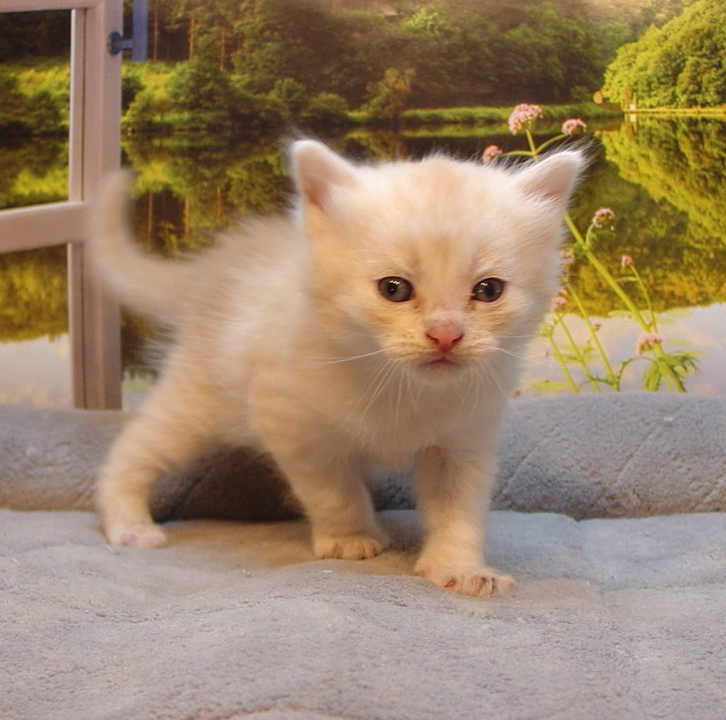 Photo of Grayson/Oksana Male 2 DOB 11/12/2018 (SOLD)