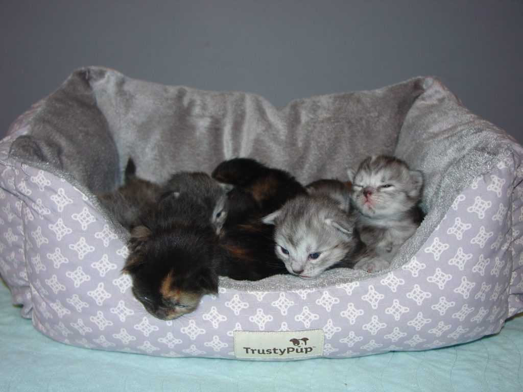 Photo of Knight/Crystal litter (reserved)