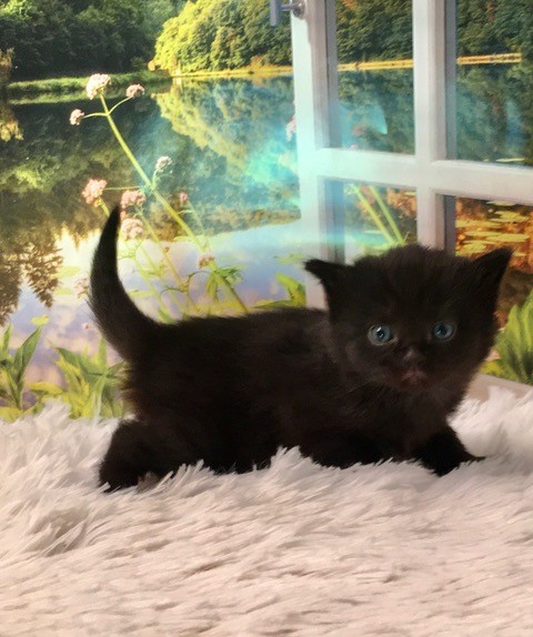 Photo of Knight/Celestrial Smoke Male 5 DOB 4/1/2022 Black (Available)