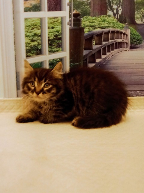 Photo of (AVAILABLE) Haze – Dawn Male 1 DOB 07-08-2022 Brown McTabby
