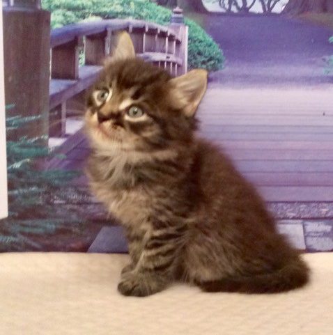 Photo of (AVAILABLE) Haze – Dawn Male 1 DOB 07-08-2022 Brown McTabby