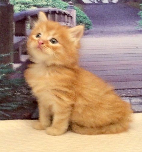 Photo of (SOLD) Haze – Dawn Male 2 DOB 07-08-2022 Red Silver McTabby