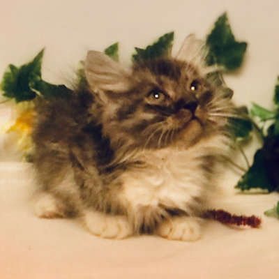 Photo of (SOLD) Gregorij-Molly Female 1 DOB 7-8-2022 Black/Silver with White