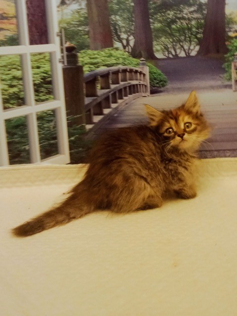 Photo of (SOLD) Knight – Crystal Female 1 DOB 07-08-2022 Torbie