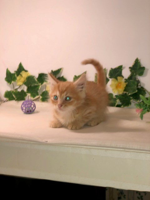 Photo of (RESERVED) Knight – Crystal Male 1 DOB 07-08-2022 Red