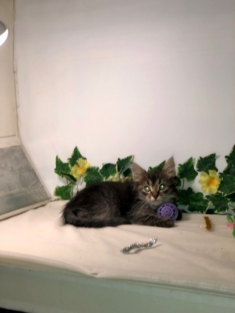 Photo of (SOLD) Knight – Crystal Male 2 DOB 07-08-2022 Brown McTabby