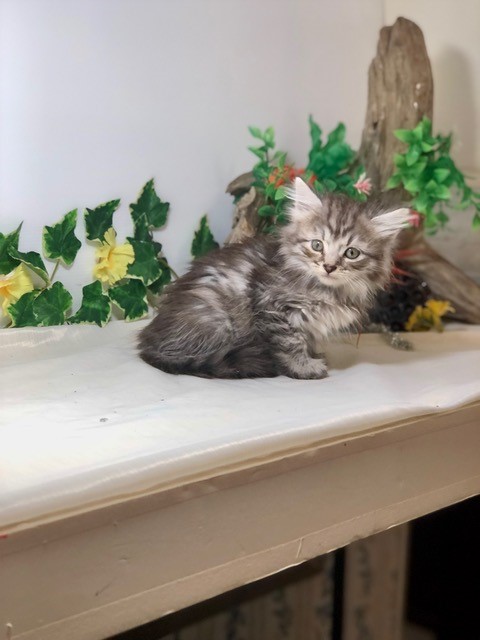 Photo of (SOLD) Knight-Crystal Male 4 DOB 07-08-2022 Black-Silver McTabby