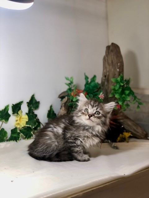 Photo of (SOLD) Knight-Crystal Male 4 DOB 07-08-2022 Black-Silver McTabby
