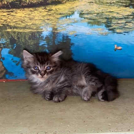 Photo of (SOLD) Alex-Brin Female 3 DOB 8-24-2022 Black-Silver Tabby