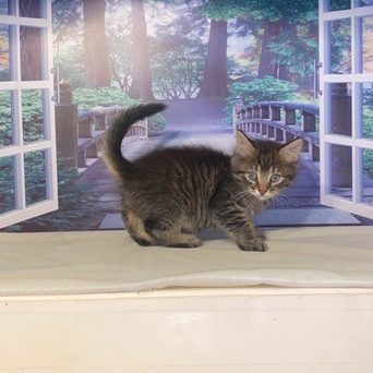 Photo of (Available) Alex/Brin  Male 1  DOB 8/24/2022  Brown Tabby