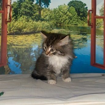 Photo of (Available)Felix-Skyya Male 2 DOB 08/24/2022 Black-Silver McTabby with White