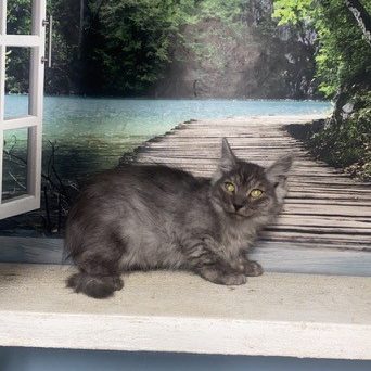 Photo of (AVAILABLE) Haze – Dawn Male 1 DOB 07-08-2022 Brown McTabby