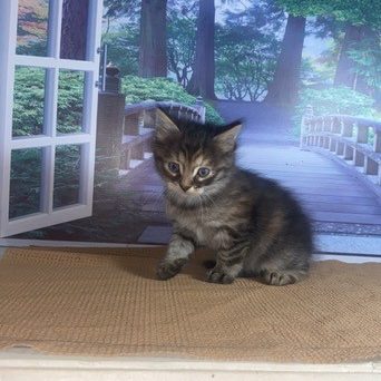 Photo of (SOLD) Haze-Tinkai Male 2 DOB 10-24-2022