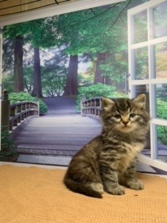 Photo of (RESERVED) Gregorij-Willow F2 DOB 12-20-2022
