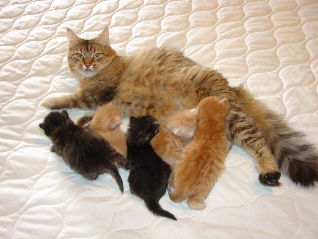 Siberian cat mom with her 5 kittens