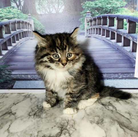 (Available) Brown McTabby with White Female 1 DOB 11/30/2023