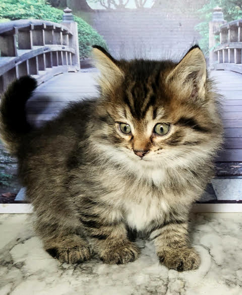 (AVAILABLE) Brown McTabby Female 3 DOB 11/30/2023