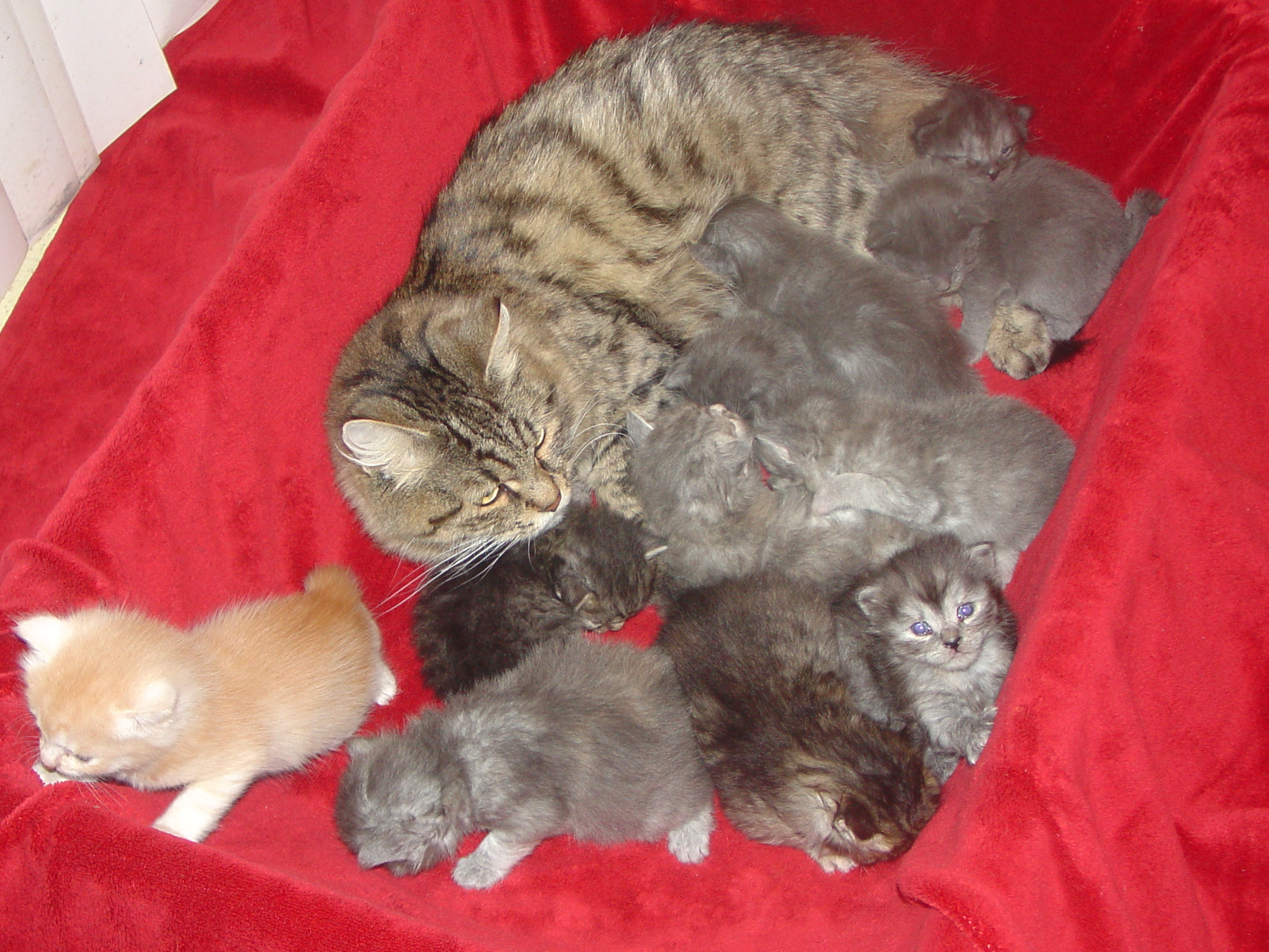 We have new litters!
