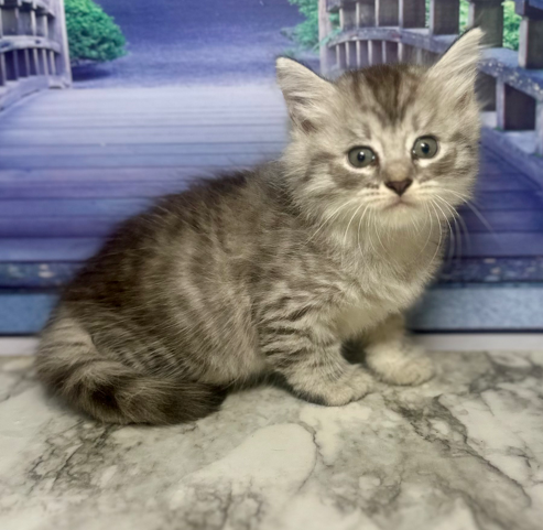 (Available)  Felix/Skyya Female DOB  5/8/2025
