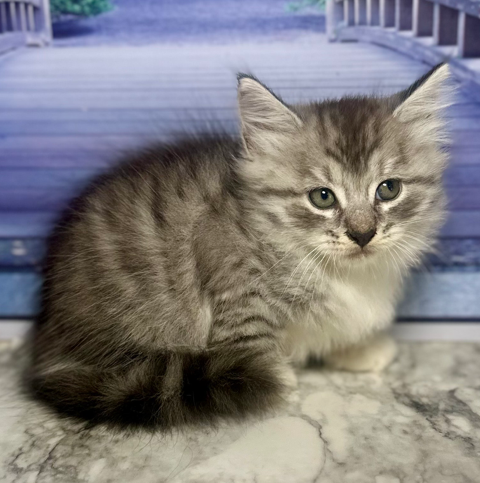 (Available)  Felix/Skyya Male DOB  5/8/2025