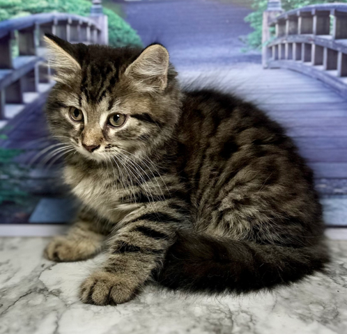 (AVAILABLE) Gregorij-Willow Female 1 DOB 4-4-2025
