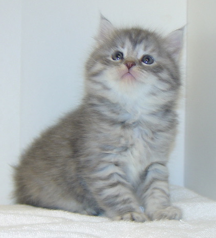 (AVAILABLE) Gregorij-Willow Female 3 DOB 4-4-2025