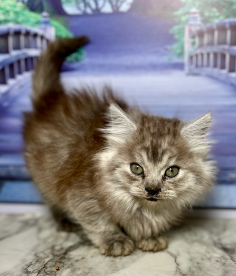 (AVAILABLE) Knight-Oksana Female 1 DOB 3-12-25 KO