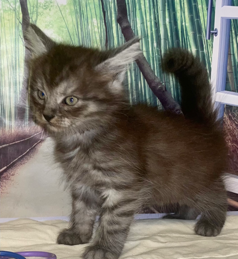 (AVAILABLE) Knight/Oksana Male 1 DOB 3/12/25 GB