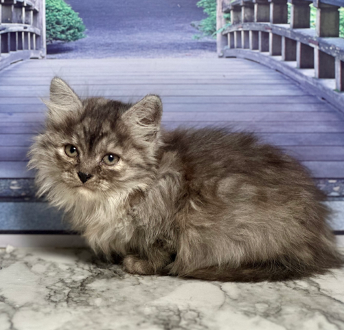 (AVAILABLE) Knight-Oksana Male 2 DOB 3-12-25 GB