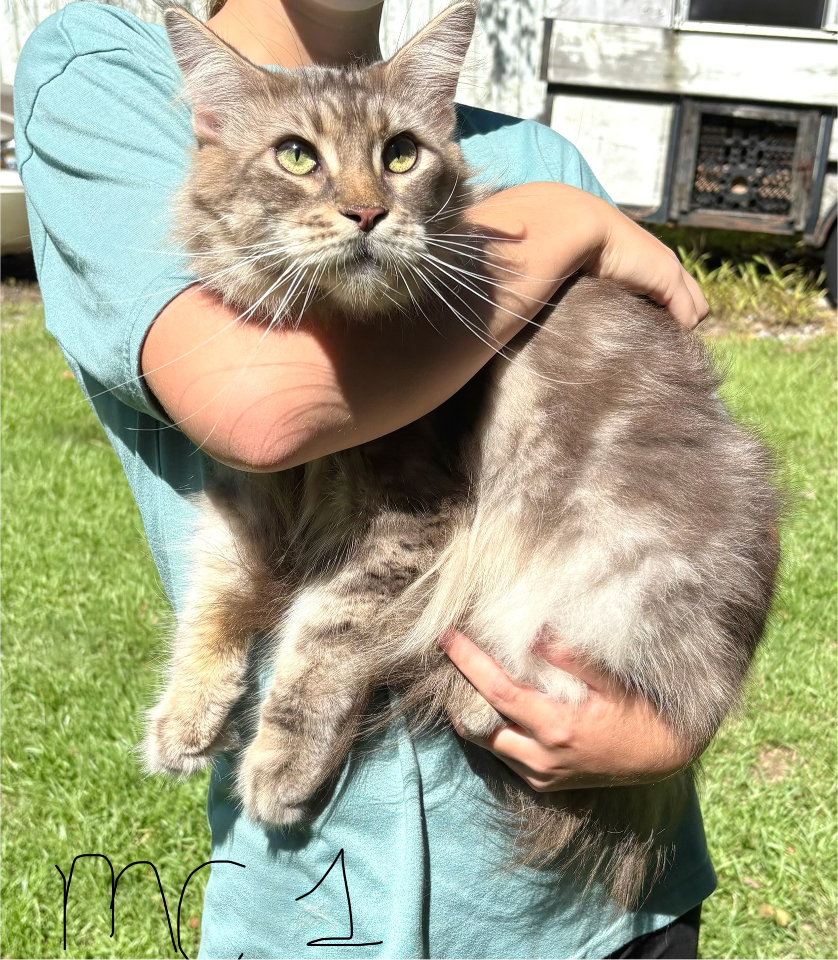 Adult Maine Coon